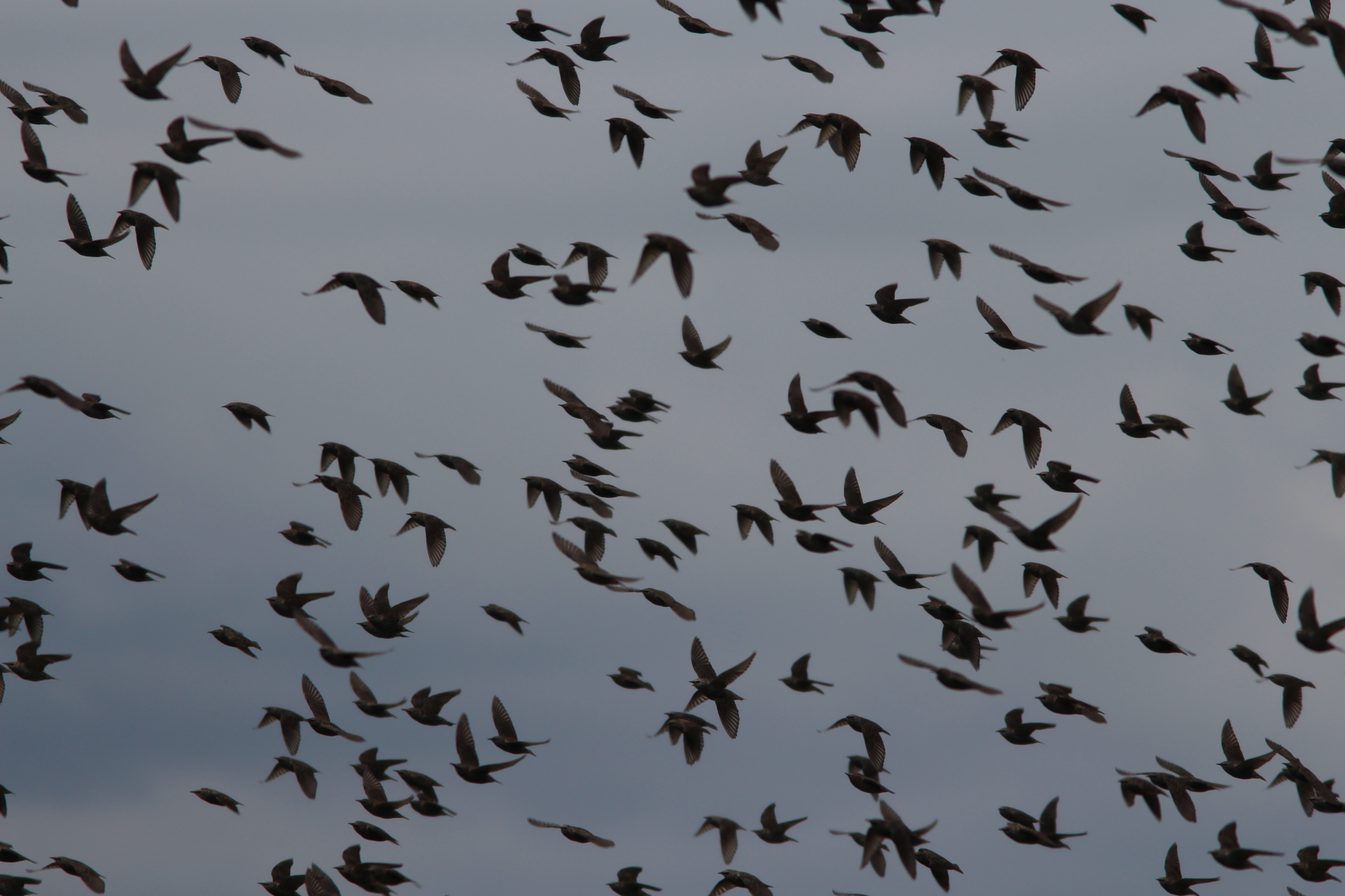 Murmurations